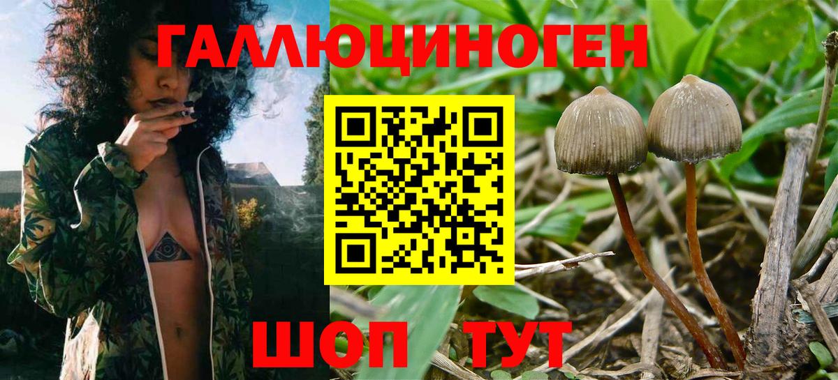 Зеленодольск  купить   Вход с VPN  Псилоцибиновые грибы GOLDEN TEACHER  Галлюциногенные грибы прущие грибы 